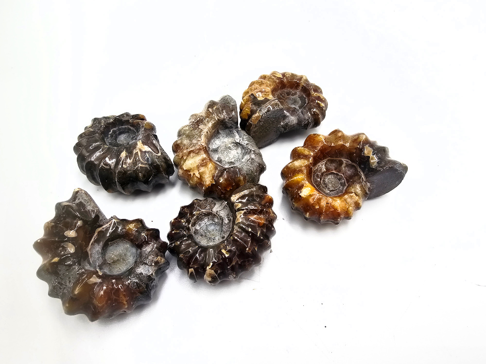 Tractor Ammonite Fossil (22-32g) Tractor Ammonite Fossil