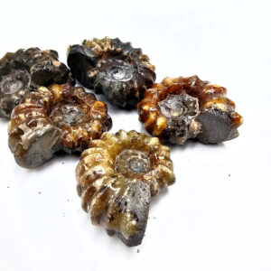 Tractor Ammonite Fossil