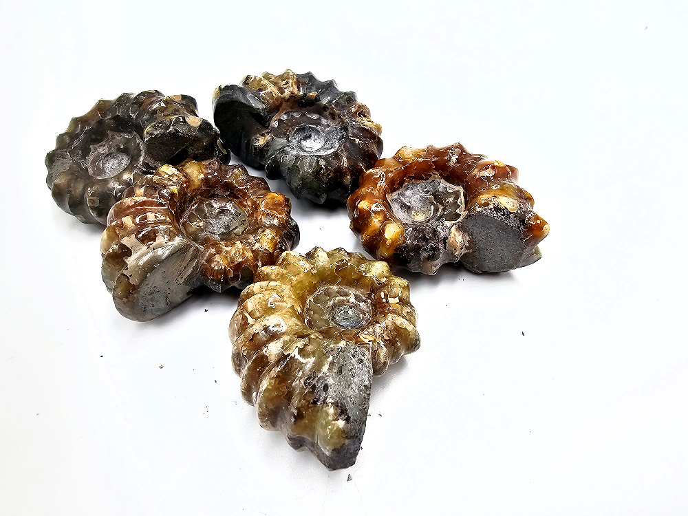 Tractor Ammonite Fossil (34-45g) Tractor Ammonite Fossil