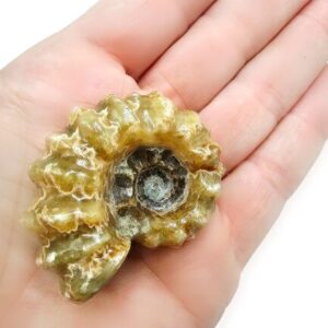 Tractor Ammonite Fossil