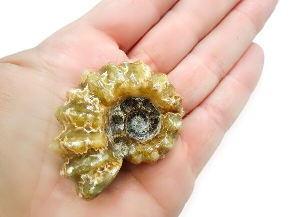 Tractor Ammonite Fossil C (42g) Tractor Ammonite Fossil