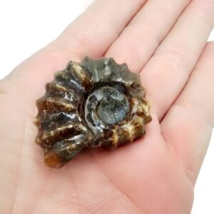 Hello Indigo Halo Online Store Tractor Ammonite Fossil