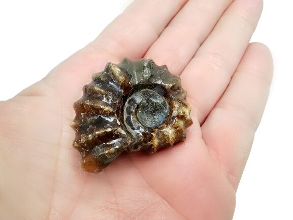 Tractor Ammonite Fossil D (30g) Tractor Ammonite Fossil