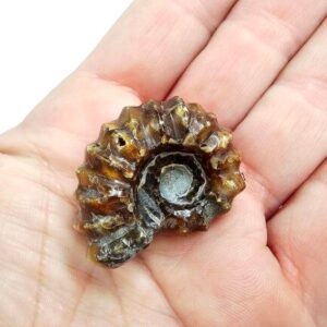 Tractor Ammonite Fossil E (18g)