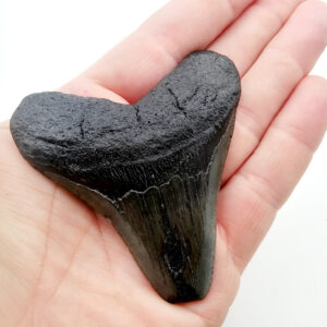 Megalodon Tooth B (54g)