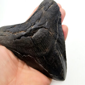 Hello Indigo Halo Online Store Megalodon Tooth