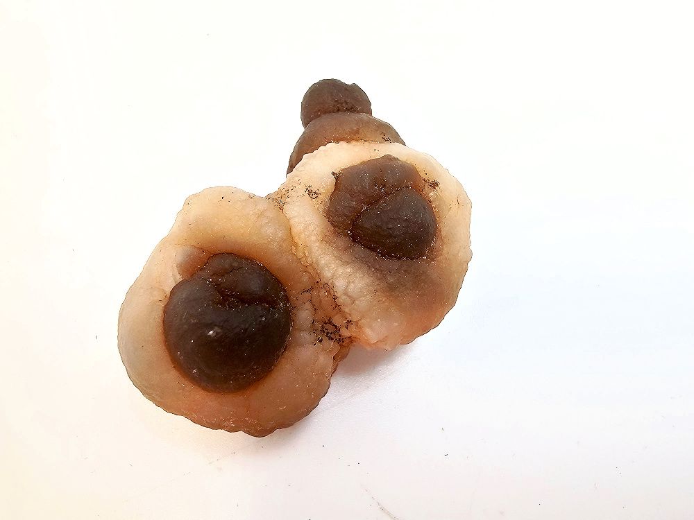 Panda Agate Truffle Chalcedony A (30g) Panda Agate Truffle Chalcedony A (30g) - Image 2