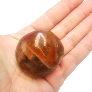 Petrified Wood Palm Stone