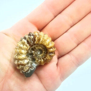 Tractor Ammonite Fossil C (34g)
